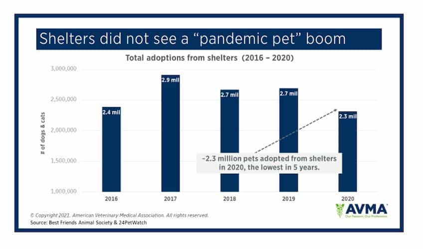 pet adoption during COVID pandemic